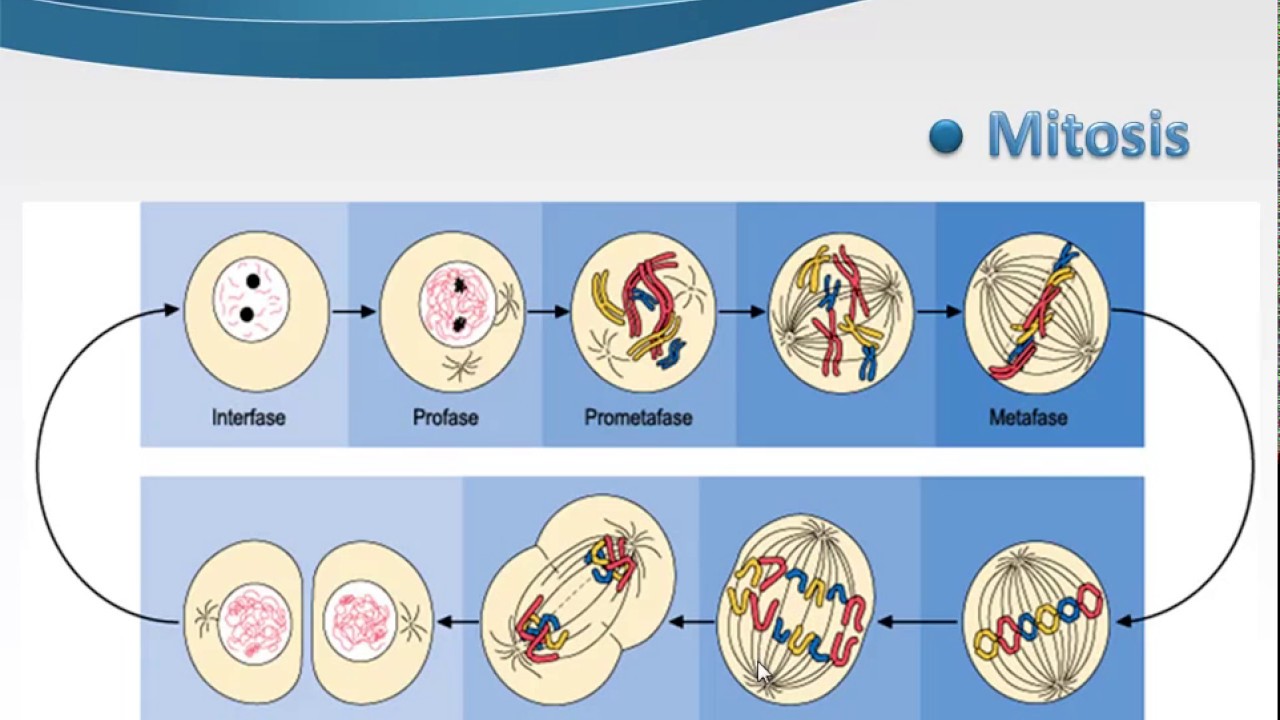 Última etapa de la mitosis