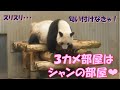 12/10シャンシャンの部屋が新しくなりました！３カメ部屋が夜のお部屋に❤上野動物園【パンダ生活チャンネル】