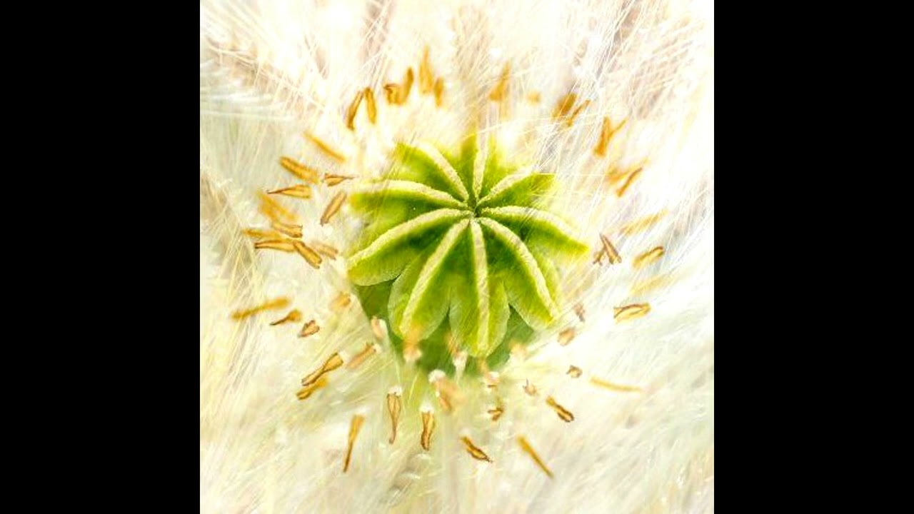 Syndromeda - The Hum    2023 [Album]