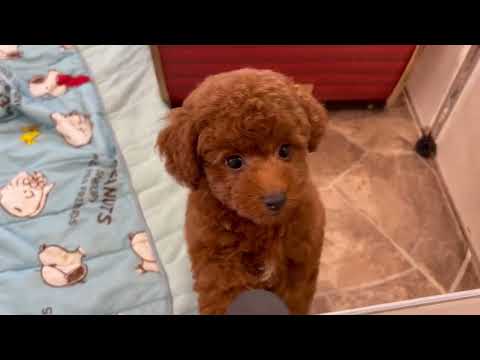 堺市のペットショップのトイプードルペットNo.250402の子犬動画サムネイル