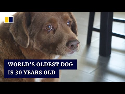 30-year-old pooch in