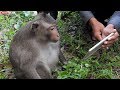 Funny Monkey With Phone, I don&#39;t care, Go!!!