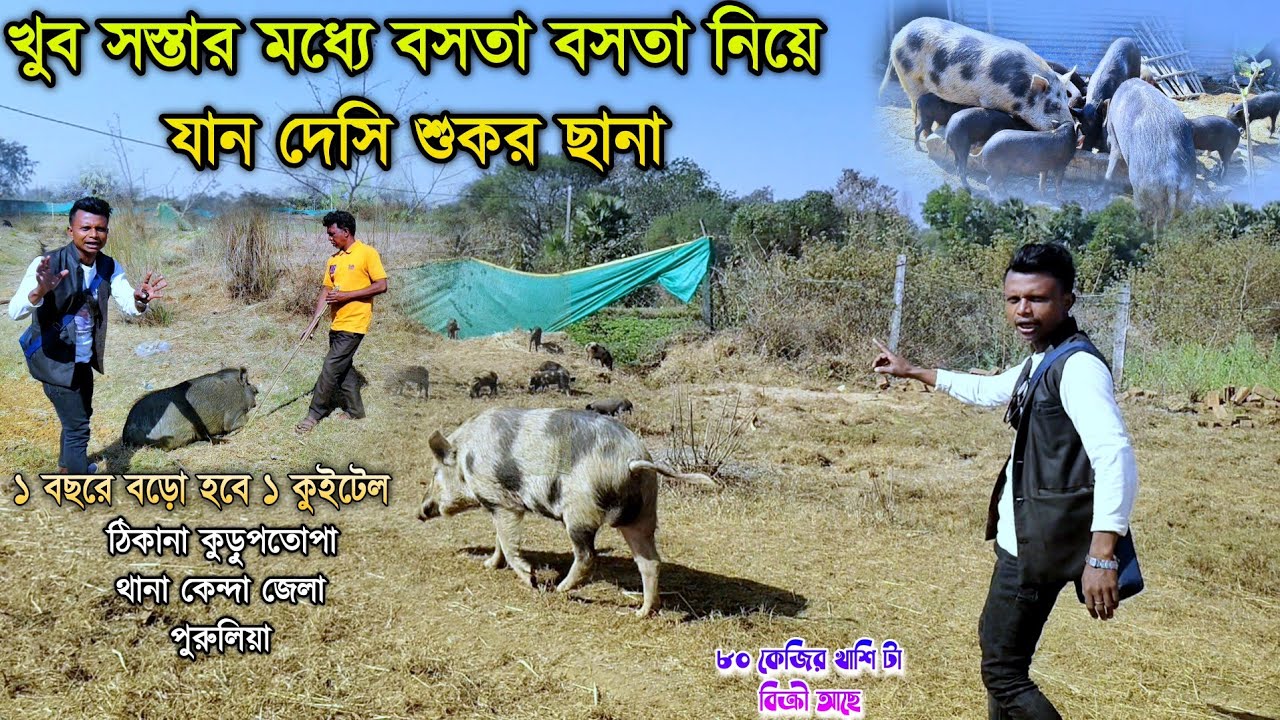 খুব সস্তার মধ্যে বস্তা বস্তা নিয়ে জান দেসি  শুকর ছানা ।