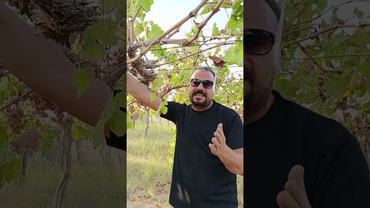 الجزء الثانى التقليم الصيفى فى العنب عمليا وتطبيقا      إزاى تقلم العنب صيفى 🍇🍇🍇