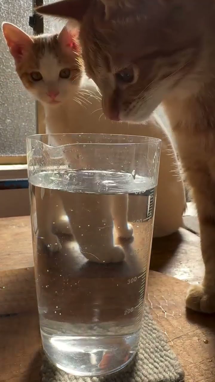 Très drôle le chat ? ? ? ?
