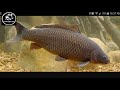 CARACTERÍSTICAS  DE LA CARPA COMUN Y SU HABITAT