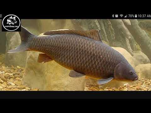 Video: Carpa: foto, descripción, dónde hibernan, cría