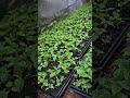 Penyemaian cabai rawit varietas SERASI TAVI WIJITANI #petani #bali #cabairawit #lokalbali #pemula