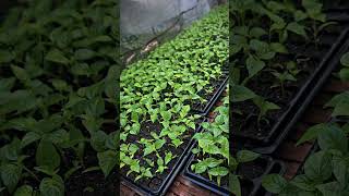Penyemaian cabai rawit varietas SERASI TAVI WIJITANI #petani #bali #cabairawit #lokalbali #pemula