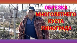 Обрезка многолетнего куста винограда