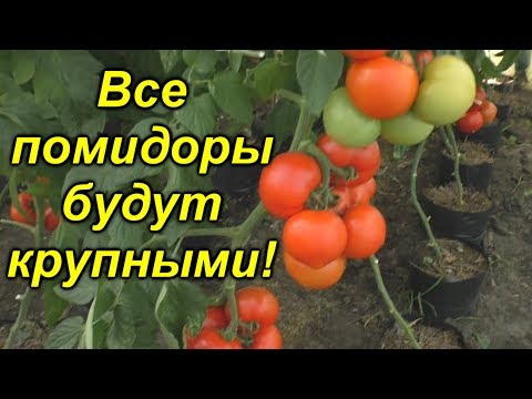 Главный секрет ОДНОВРЕМЕННОГО укрупнения помидоров на всём кусту!