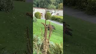 ‘Eagle Run’ screenshot 5