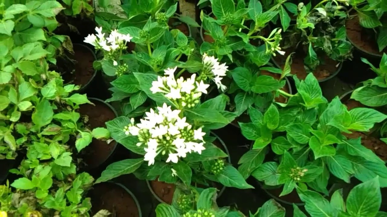 Pentas 🌸 Perennial flowers 🌱 Growing with caring Method // Best