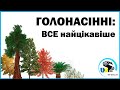 ГОЛОНАСІННІ: все найцікавіше