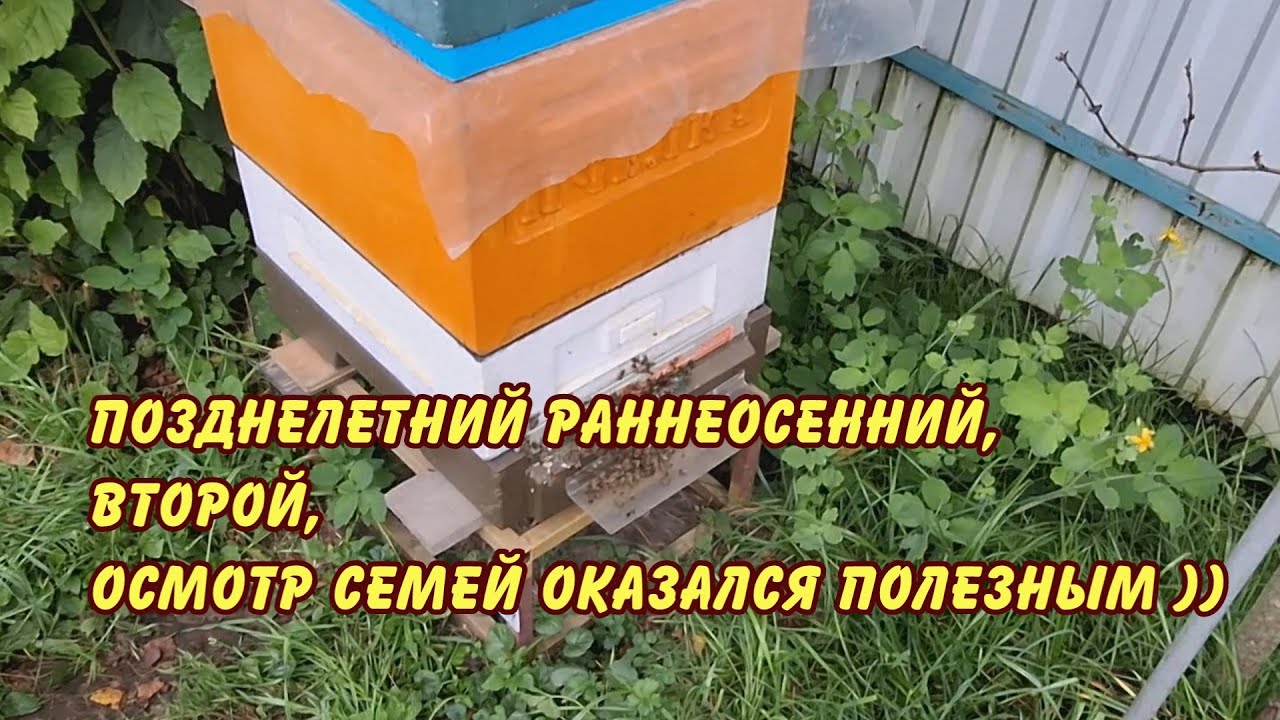 пчеловодство, сентябрь, позднелетний раннеосенний, второй, осмотр семей