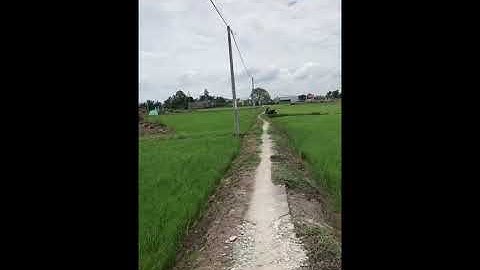 Bán đất ấp Cầu Xây Tân Lân Cần Đước Long An - DT 22mx50m có 450m2 thổ cư giá 1 tỷ 6