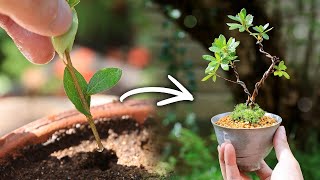 Teacup mini bonsai made AZALEA cuttings 2nd year of rooting cuttings【Bonsai diary 9/16】DIY how to