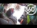 【いきもの目線】ゾウガメ（360Lives　/　 Giant tortoise）