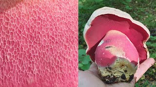 картинка: Сатанинский гриб пробуем на вкус ! Грибная прогулка 16 августа ! Грибы 2021 !