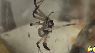 Israeli Desert Huntsman Spider With Her Egg Sac (Cerbalus Aravaensis)