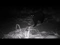 Trail Camera Video – Dec 7, 2022