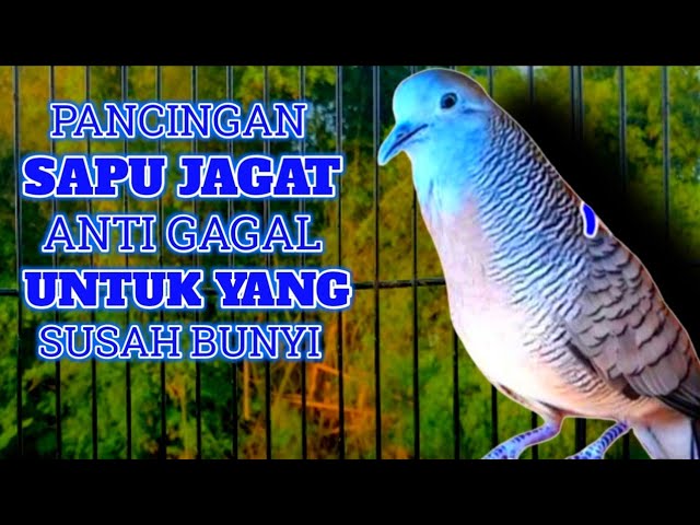 Perkutut Lokal Gacor Suara Lantang Ngajak Manggung - Pancingan Perkutut Agar Bunyi (💯%AMPUH BANGET) class=