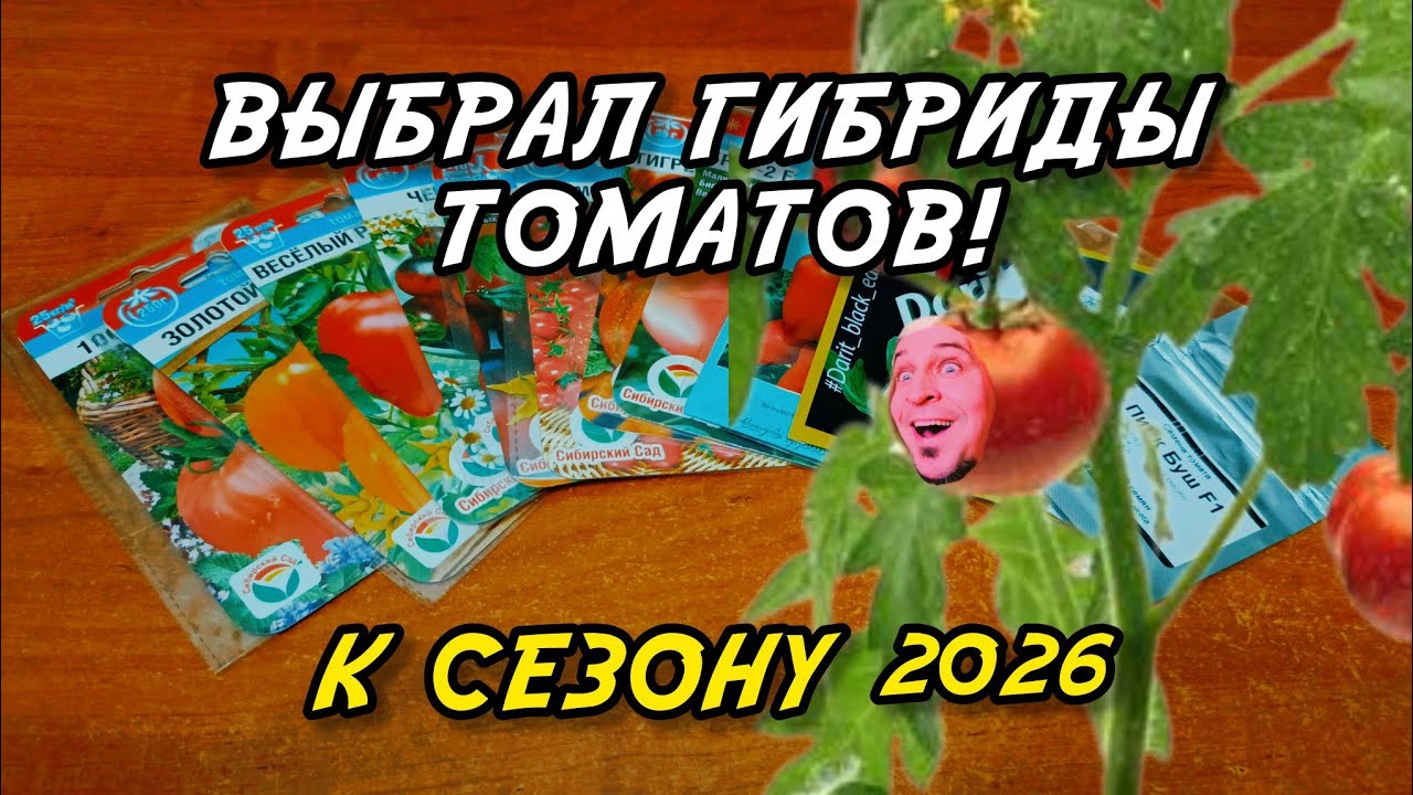 Я в восторге от гибридов томатов. Какие гибриды выбрал для сезона 2026 