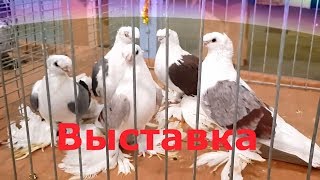 Подписчик прислал видео для ютуба из Германии. Голуби. Подписчик прислал видео для ютуба из Германии. Голуби.