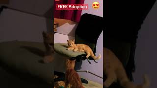 free prussian cat adoption 2026 | adopt now before they’re gone | free cat adoption near me