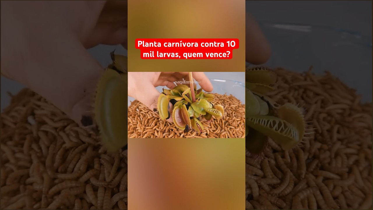 PLANTA CARNÍVORA CONTRA 10 MIL LARVAS – QUEM VENCE?