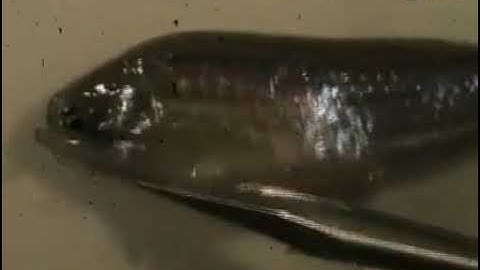 Examination of Adult Zebrafish Organs through Dissection