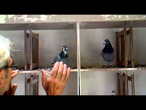 Видео: Защо гълъбите кимват с глави при ходене, не седят на дървета и други странности