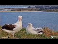 Royal Cam Albatross~ Long Visit By OGK! Spends Time Preening, Feeding & Talking To Daughter 7.29.20