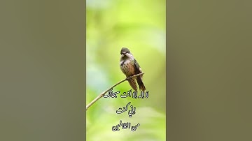 تلاوة خاشعة للقاري عبدالرحمن مسعد( ووصينا الأنسان بوالديه أحسانا)طبيعة وعصافير(سبحان الله وبحمده🤍