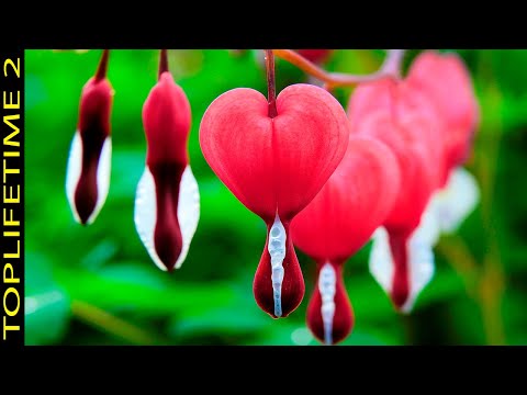 Video: Plantas para regalar en el Día de San Valentín - Cómo cultivar una planta de interior con forma de corazón