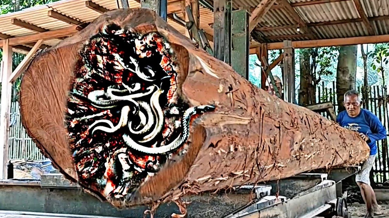 Look !!! uncovers the mystery of giant redwood in the sawmill - YouTube