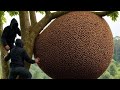 Bắt Tổ Ong Cao Trên Cây Cao 500mRetrieving a Beehive High Up in a 500m Tall Tree