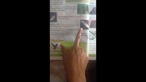 BIRD - A FLYING WONDER