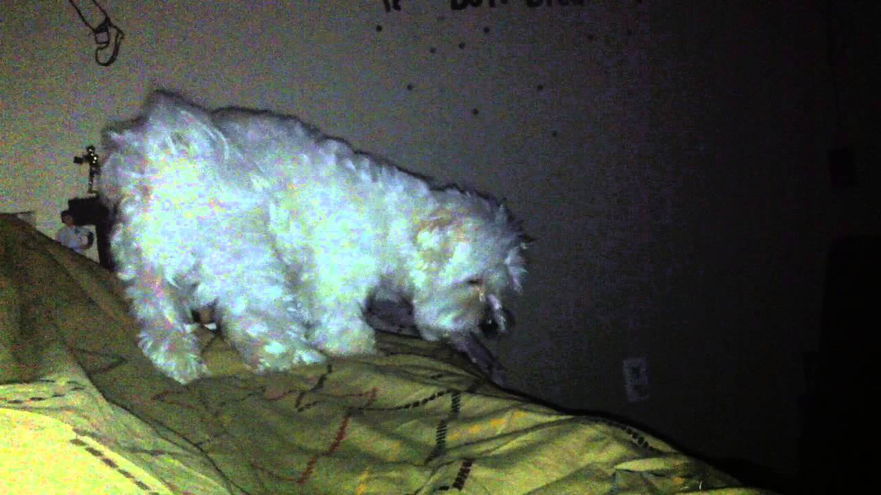 What is my dog barking at YouTube