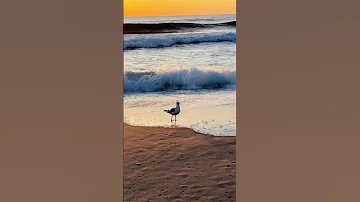 Break Free #arianagrande #australia #mermaids #likenoplaceonearth #shorts