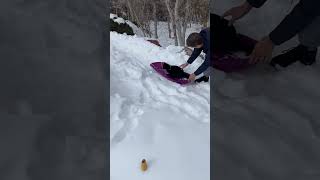 Cooper the cat - sledding!