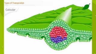 Transpiration In Plants