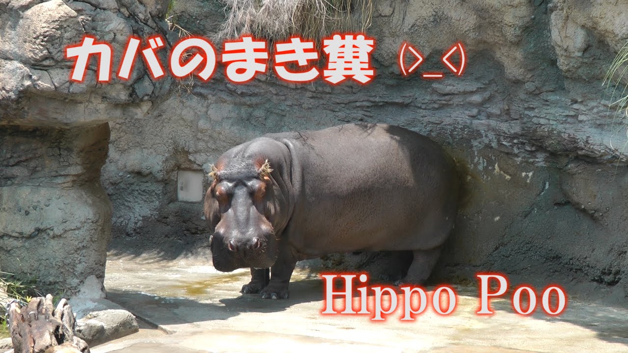 カバのまき糞 まきふん Hippo Poo Hippo S Shit Hippo Poo Youtube