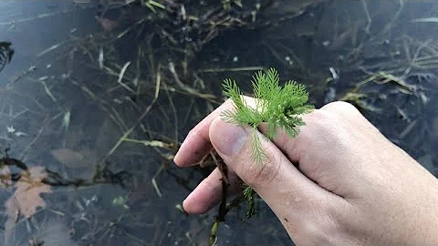 Collecting WILD Aquarium Plants Adventure!