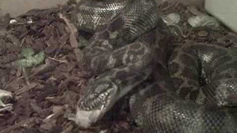 carpet python eating a rat & 2 mice
