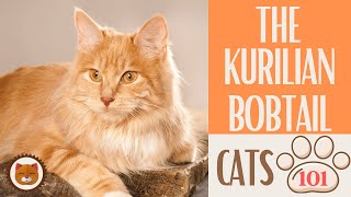 Cats 101  KURILIAN BOBTAIL CAT  Top Cat Facts about the KURILIAN BOB