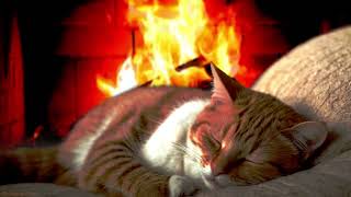 Tranquil Bliss | Cat's Purr and Fireplace Crackle for Relaxation