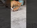 #HappyPet #PetFighting