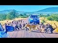 Leopard Attacked by 50 Baboons in the Middle of the Road