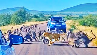 Leopard Attacked By 50 Baboons In The Middle Of The Road